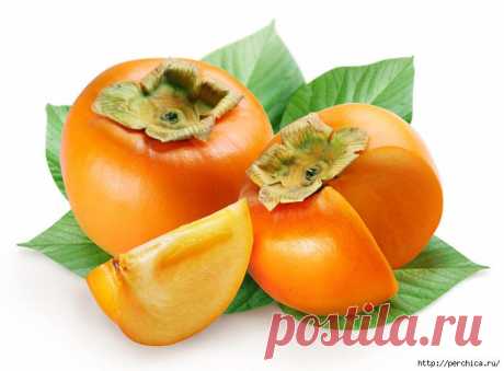 Как вырастить хурму из косточки и в открытом грунте