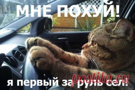 Прикольные картинки от души. Смотреть сборник фото Прикольные картинки от души бесплатно