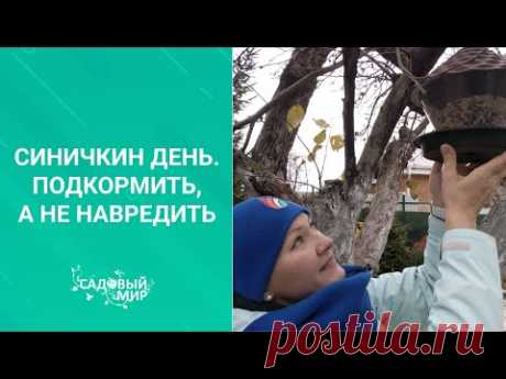 Птицы в саду зимой - одна только польза! Как привлечь синичек в сад и сделать простые кормушки