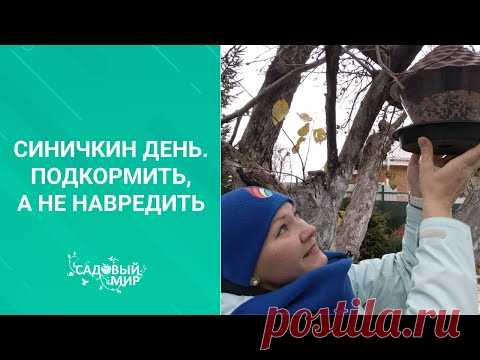 Птицы в саду зимой - одна только польза! Как привлечь синичек в сад и сделать простые кормушки