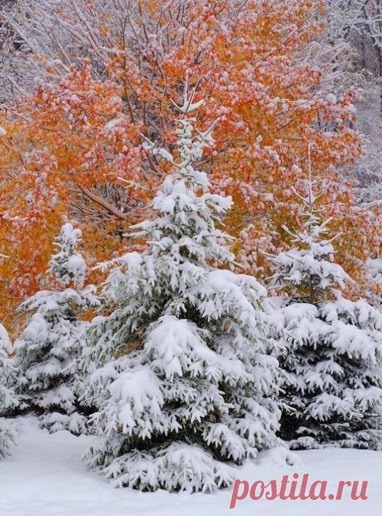 Снежный ноябрь