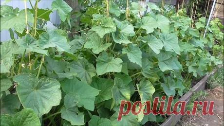 ТЛЯ НА ОГУРЦАХ. БОРЬБА С ТЛЕЙ.СРОЧНО СПАСАЕМ УРОЖАЙ