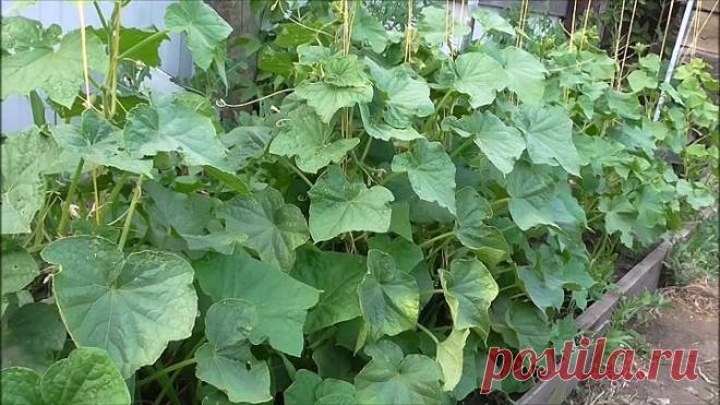 ТЛЯ НА ОГУРЦАХ. БОРЬБА С ТЛЕЙ.СРОЧНО СПАСАЕМ УРОЖАЙ