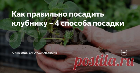 Как правильно посадить клубнику – 4 способа посадки Богатый урожай клубники можно получить только в том случае, если будут соблюдены все агротехнические приемы. Среди них особое место занимает метод посадки растения.