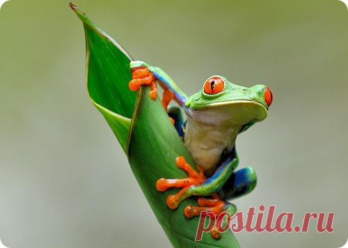 Красноглазая квакша