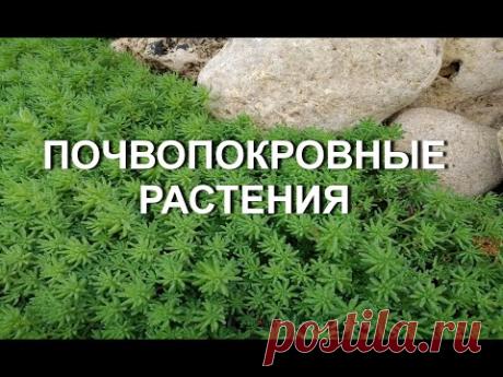 Почвопокровные растения в саду . Обзор моих почвопокровных. Обриета, флокс шиловидный, вербейник ...