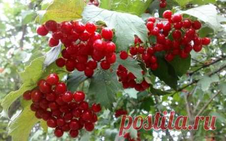 С калиной дружен – врач не нужен