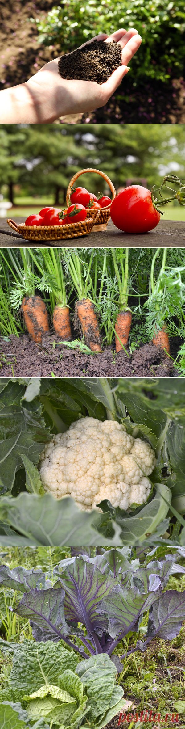 Как сделать черную землю на своих грядках / почвы / 7dach.ru