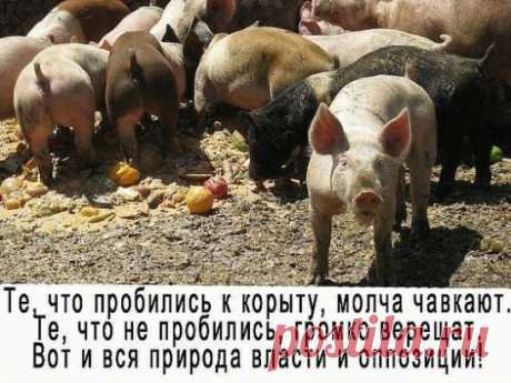 Царь с царицей за столом, 
Свита царская при нём... 
Разговор завёл премьер: 
"Чем живёт пенсионер?" 
Стали думать наши "сливки", 
Чешут толстые загривки: 
"Ведь морили так и сяк! 
Да не выморить никак", 
Царь решил гонца послать, 
В чём там дело - разузнать! 
Всё узнать и доложить, 
Как на пенсию прожить?! 
Поздней осенью гонец 
Возвратился во дворец. 
Хочешь, нет ли, рад, не рад, 
А пиши царю доклад.. 
"День прожить, пожалуй можно, 
А вот месяц - шибко сложно! 
Умудряются ж однако, 
И живу