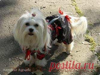 Построение базовой выкройки по шитью для собак