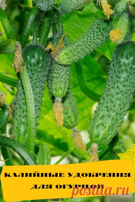 калийные удобрения для огурцов