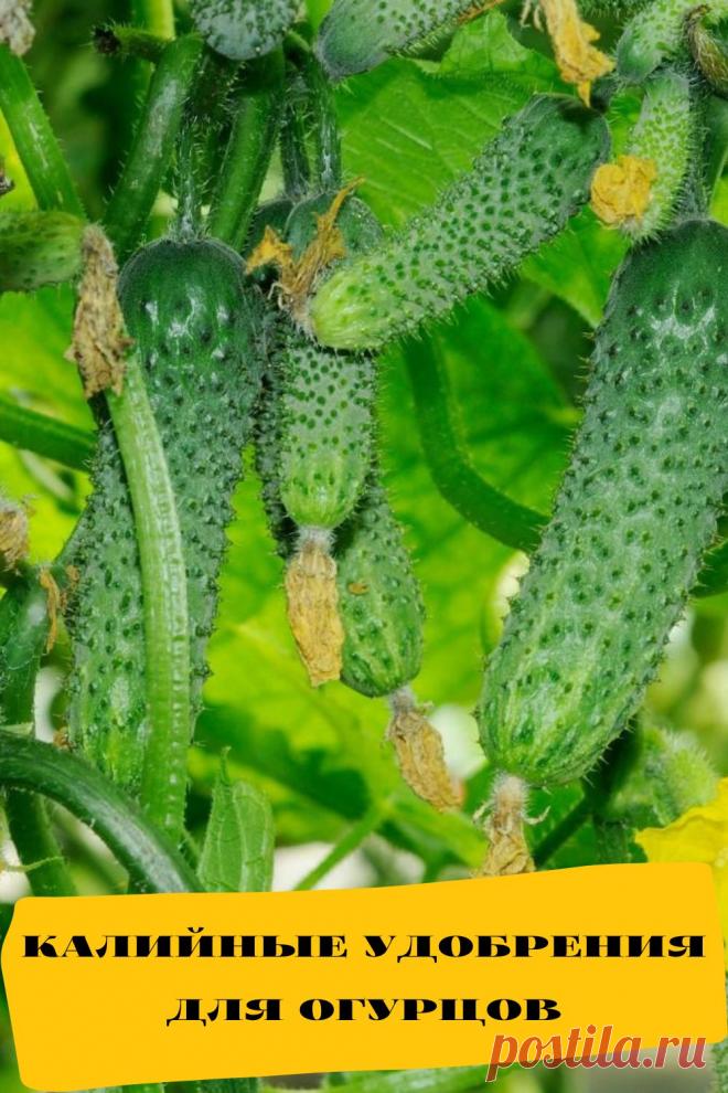 калийные удобрения для огурцов