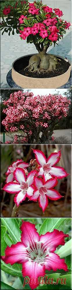 Адениум (Adenium). Описание, виды и уход за адениумом | Флористика на "Добро ЕСТЬ!"