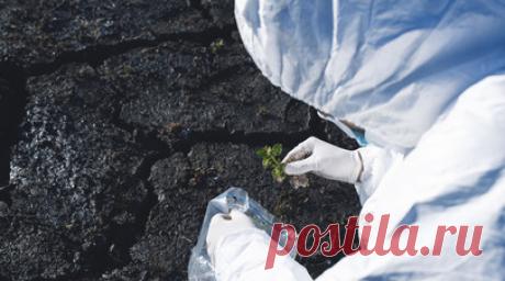 Российские учёные создадут тест-систему для определения болезней сельхозкультур. Сотрудница ФИЦ Биотехнологии РАН Анастасия Давлекамова на полях III Конгресса молодых учёных рассказала, что в институте разрабатывают экспресс-тест для определения распространённых вирусных и бактериальных заболеваний в сельском хозяйстве. Читать далее