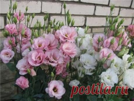 ЭУСТОМА ИЗ СЕМЯН.. 
мастер--класс —ФОТОШПАРГАЛКА.. подсмотрено нами в инете.. спешим поделиться с вами.)..

Семена эустомы достаточно дорогостоящие, и в упаковке их содержится обычно всего от 3 до 6 штук. 
Но если вам очень хочется самостоятельно получить рассаду этого удивительного растения, используйте торфяные таблетки и дражированные семена. 
С ними выращивание рассады эустомы становится доступно даже для начинающих!
Учитывая, что от всходов до цветения эустомы проходи...