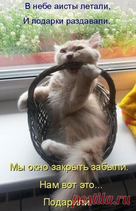 Без кота и жизнь не та