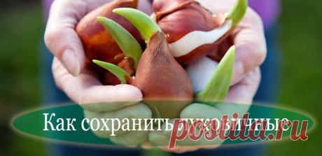 Как сохранить луковичные до посадки