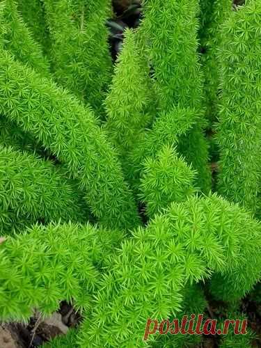Найдено на сайте plantlust.com.