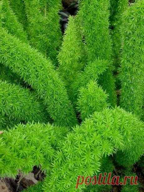 Найдено на сайте plantlust.com.