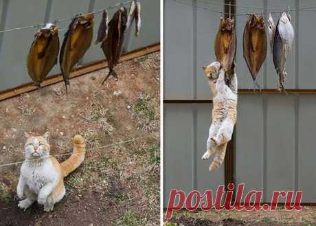 Котики, которых застали врасплох • НОВОСТИ В ФОТОГРАФИЯХ
