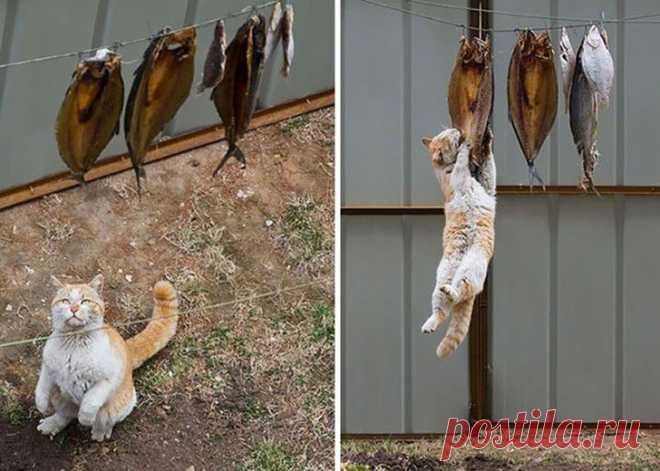 Котики, которых застали врасплох • НОВОСТИ В ФОТОГРАФИЯХ