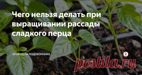 Чего нельзя делать при выращивании рассады сладкого перца Сейчас самое время разобраться, какие ошибки мы чаще всего допускаем при выращивании рассады перца и как их можно избежать.