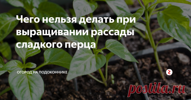Чего нельзя делать при выращивании рассады сладкого перца Сейчас самое время разобраться, какие ошибки мы чаще всего допускаем при выращивании рассады перца и как их можно избежать.
