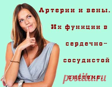 Артерии и вены. Их функции в сердечно-сосудистой системе