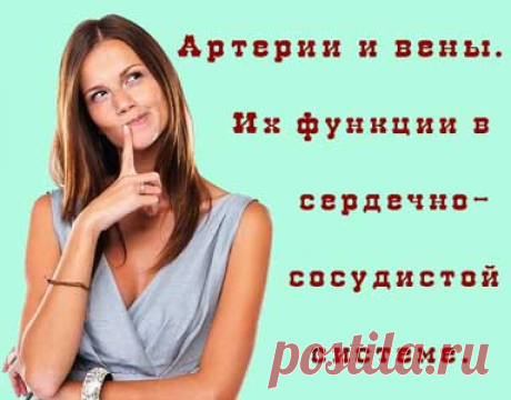 Артерии и вены. Их функции в сердечно-сосудистой системе