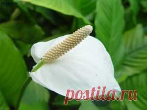 Элегантный красавец спатифиллум или «женское счастье»