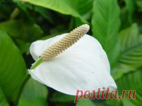 Элегантный красавец спатифиллум или «женское счастье»