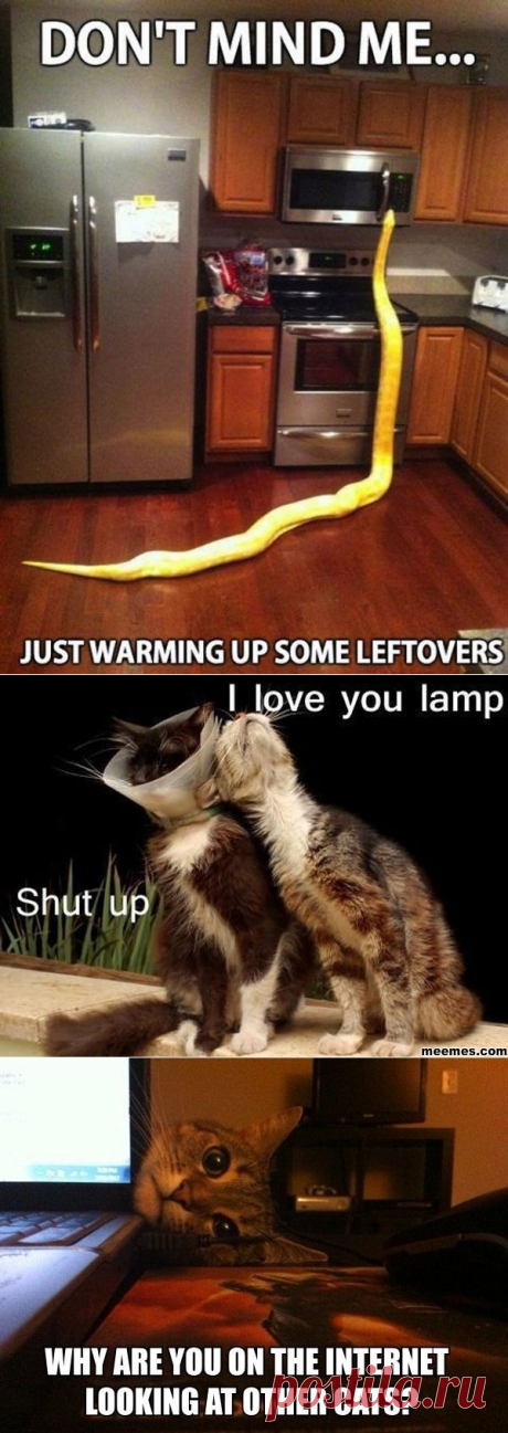 Most funny animal memes and humor pics | Shining world