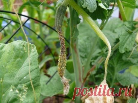 Мамам, женщинам, бабушкам и очень любознательным.