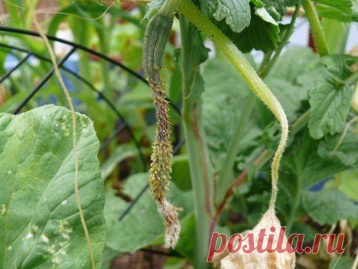 Мамам, женщинам, бабушкам и очень любознательным.