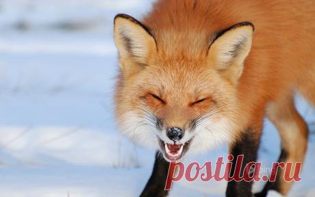 Foxes_Winter_436526.jpg (1920×1200)