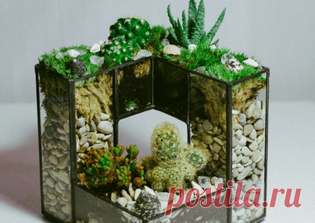 Флорариумы: виды, описание, идеи оформления ~ Planetalsad