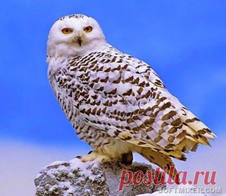 Год Белого Филина | СПЛЕТНИК