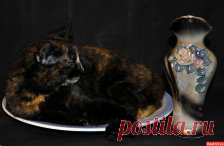 Фото: Василиса. Николай Попов. Фото животных - Фото и фотограф на Расфокусе.