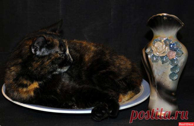 Фото: Василиса. Николай Попов. Фото животных - Фото и фотограф на Расфокусе.