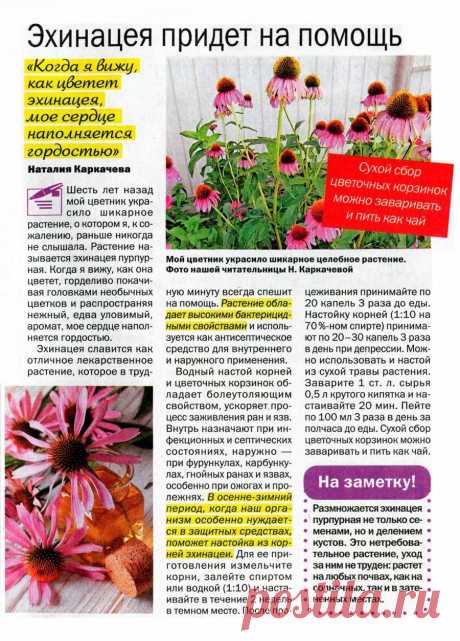 Эхинацея придет на помощь