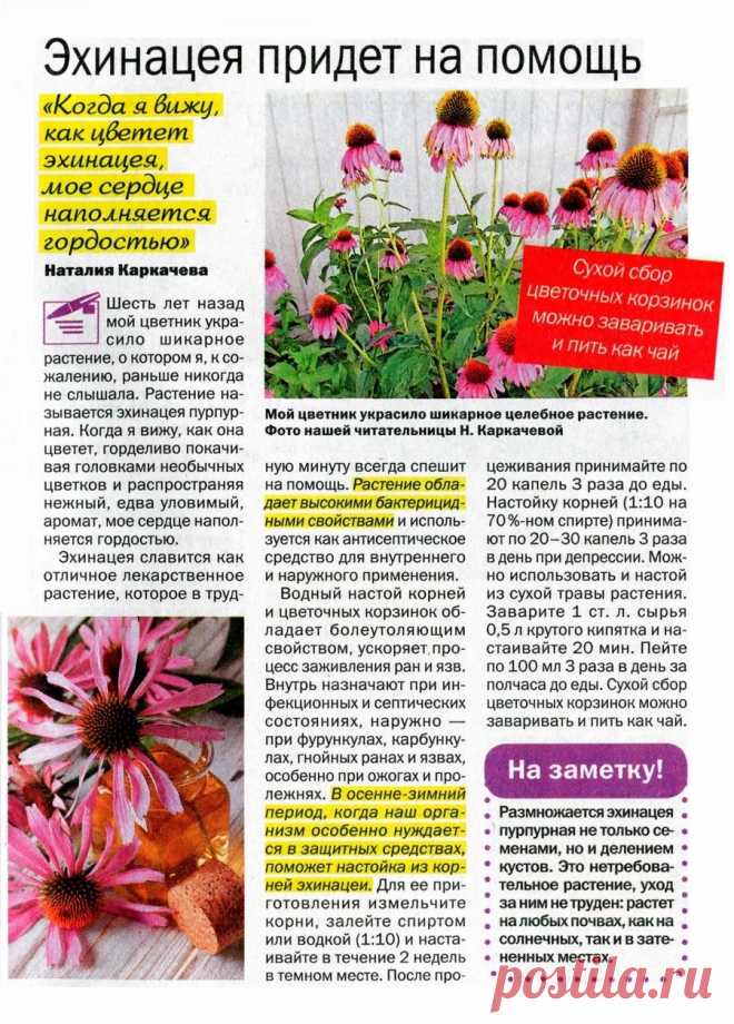 Эхинацея придет на помощь