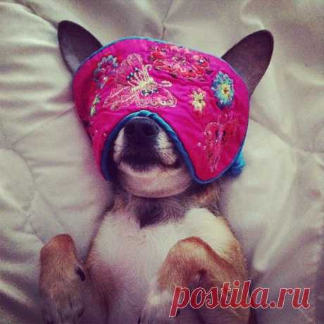 Что, что, а сон по расписанию!