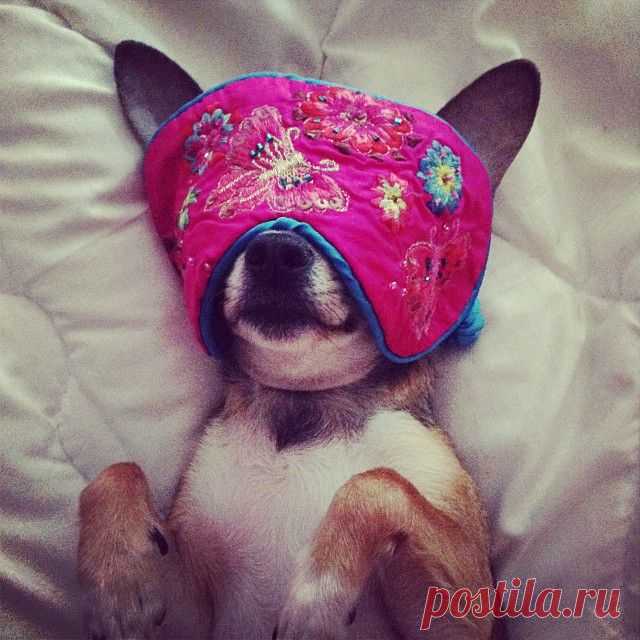Что, что, а сон по расписанию!