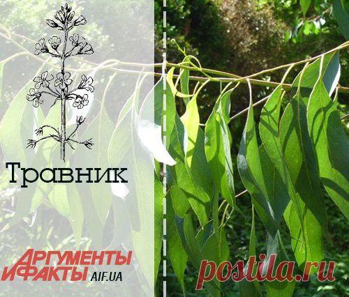 Эвкалипт - панацея против простуды, кашля, насморка