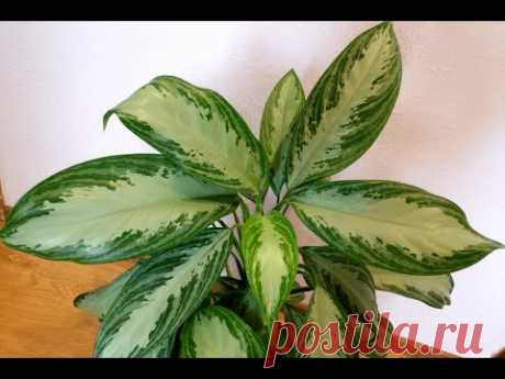 Аглаонема &quot;Сильвер Бей&quot; (Aglaonema &quot;Silver Bay&quot;)