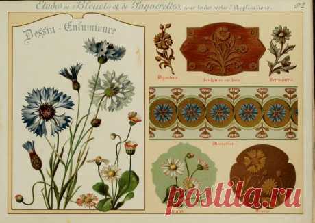 Fleurs d'après nature et fleurs ornementales : études de fleurs et feulliages avec diverses interprétations applicables à l'enluminure et à la décoration : Guillot, Ernest : Free Download, Borrow, and Streaming : Internet Archive