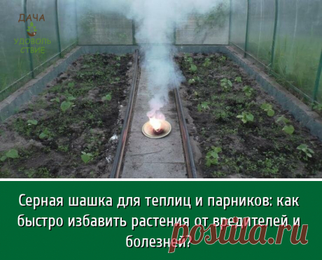 Серная шашка — максимально эффективный и удивительно простой способ дезинфекции теплиц и парников. Это универсальное средство с дымовым эффектом для борьбы с болезнями и вредителями культурных растений. Она универсальна, удобна в использовании и безопасна, если соблюдать правила – после зажжения немедленно покинуть помещение, тщательно проветрив теплицу/парник через несколько дней после обработки.

Применение серной шашки

Главное назначение — дезинфекция теплиц или парник...