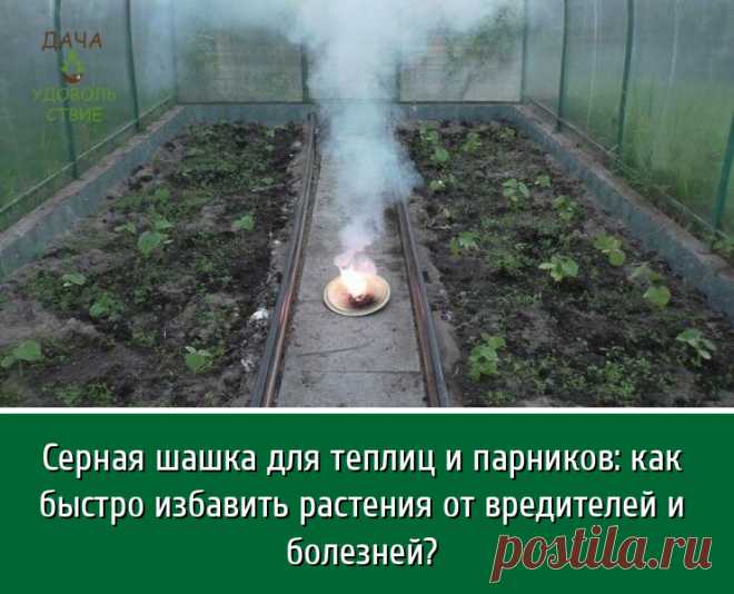 Серная шашка — максимально эффективный и удивительно простой способ дезинфекции теплиц и парников. Это универсальное средство с дымовым эффектом для борьбы с болезнями и вредителями культурных растений. Она универсальна, удобна в использовании и безопасна, если соблюдать правила – после зажжения немедленно покинуть помещение, тщательно проветрив теплицу/парник через несколько дней после обработки.

Применение серной шашки

Главное назначение — дезинфекция теплиц или парник...