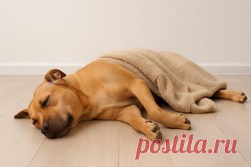 🐶⚠️ Обморок у собаки — тревожный сигнал. Не трогайте силой, следите за дыханием и вызывайте ветеринара. Повтор — срочно к обследованию!
#собаки #ветеринар #здоровьесобак #обморок
Изображение от ChatGPT