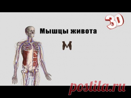 Мышцы живота- детальный обзор 3д